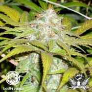 Bodhi Seeds Medicine Buddha